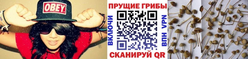 Псилоцибиновые грибы Cubensis где купить наркотик Красноармейск